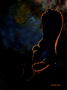 Juvenile Pinnatr Spadefisf, Lembeh, Indonesia by Marylin Batt 